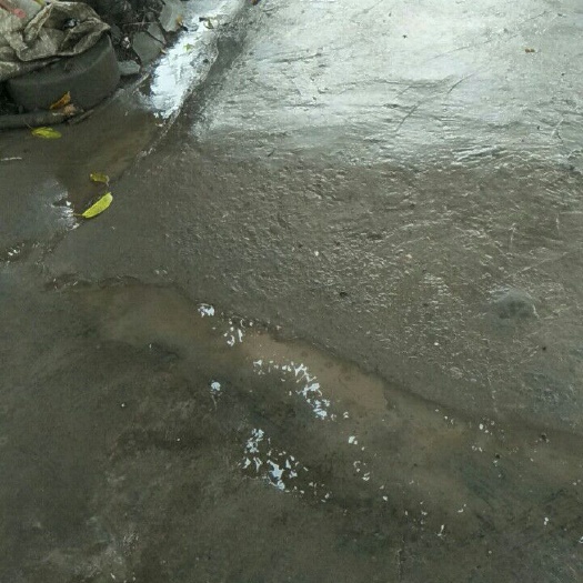 重庆市边鱼苗
