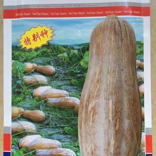 荆州蜜本南瓜种子 97%