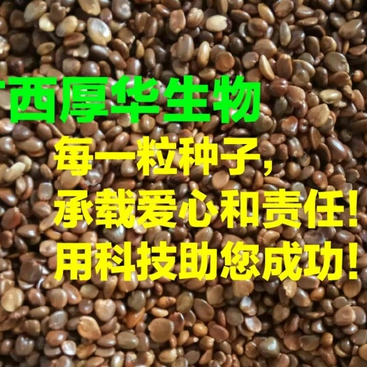 龙胜县黑老虎种子  紫红巨果，第四代选育品种