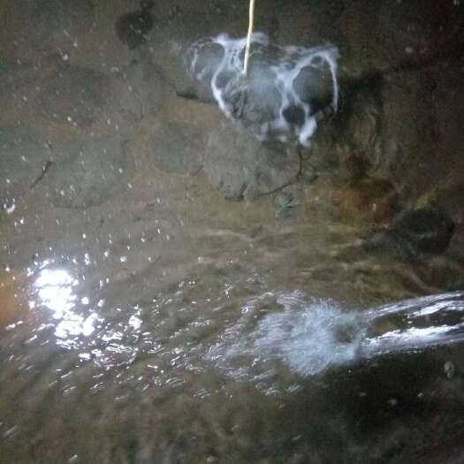 海阳市大菱鲆