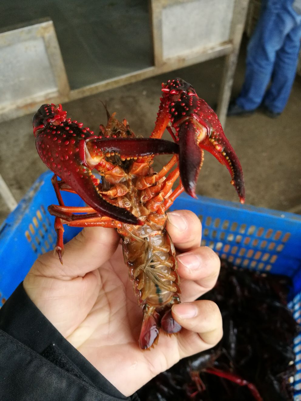 潜江小龙虾 清水湖虾，酒店供