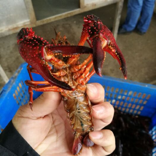 潜江市潜江小龙虾 清水湖虾，酒店供