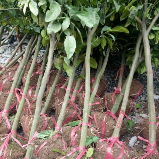 玉山县马家柚苗