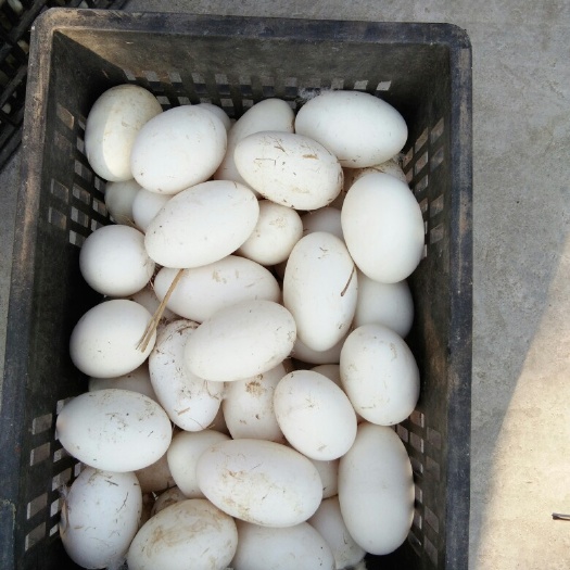 沭阳县鲜鹅蛋 箱装 食用