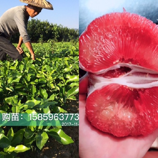 平和县红肉蜜柚苗