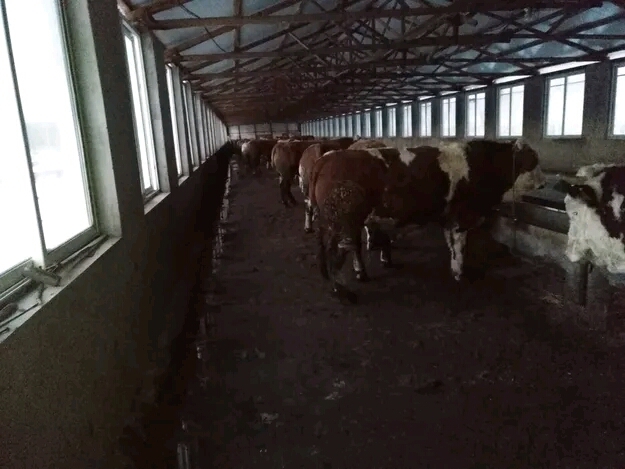 西丰县肥牛