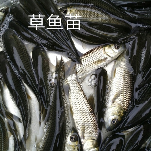广州 抗病毒草鱼苗