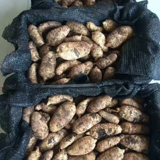 勉县天麻 ，是您药食两用的理想佳品，欢迎各界朋友支持绿色产品。
