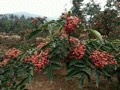 丽水大红袍花椒 干花椒 特级