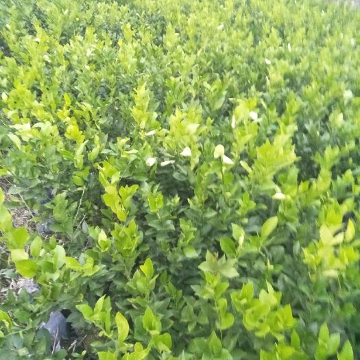 上杭县无核青柠苗 