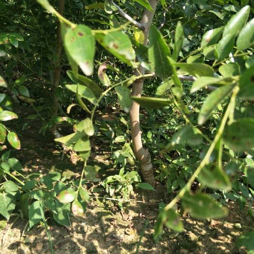 泰安茶壶枣苗