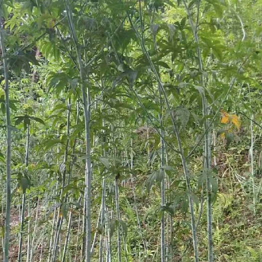 金秀县甜茶