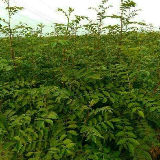 泰安大红袍花椒苗  ，狮子头花椒苗，