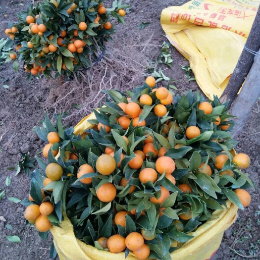 荔浦市脆皮金桔苗 嫁接苗 裸根苗