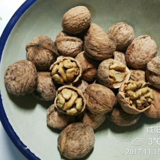 泾阳县野生核桃