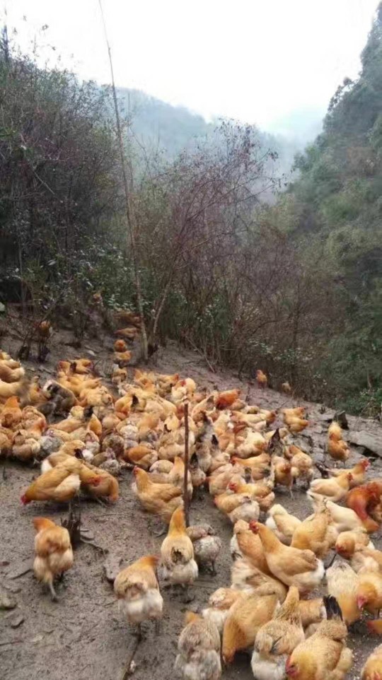 青脚土鸡 母 3-4斤