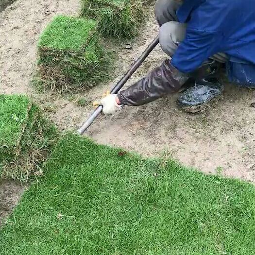 马尼拉草皮