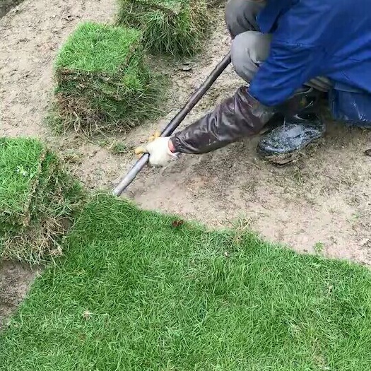 郴州马尼拉草皮