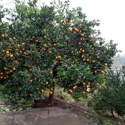 麻阳县冰糖橙  个儿虽小，小得可爱，味道真甜，甜到心坎，接触我都想