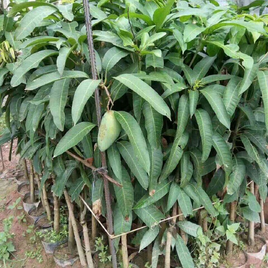 灵山县金煌芒果苗芒果树苗营养杯苗