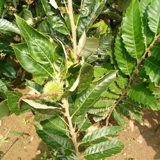 泰安板栗苗大红袍板栗苗