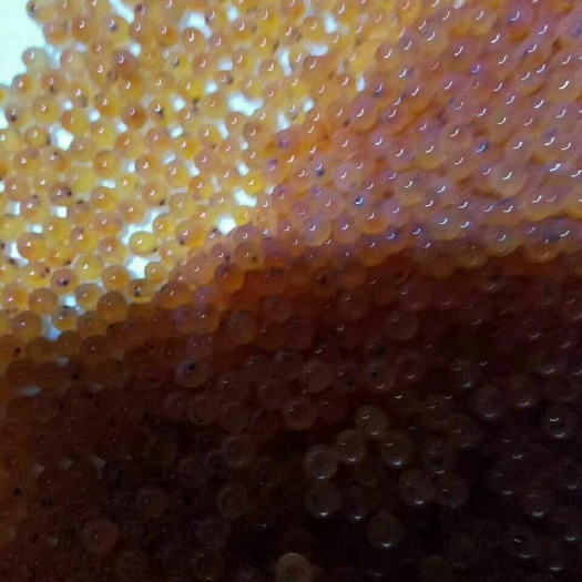 眉山虹鳟鱼卵  金鳟鱼卵
