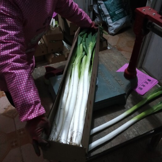 济南章丘大葱粗 2cm一上，葱白长60cm以上 净葱
