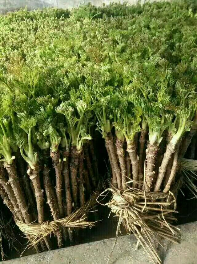 桓仁满族自治县刺老芽 散装 露天 鲜货