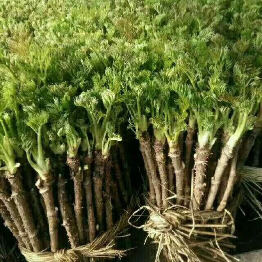桓仁县刺老芽 散装 露天 鲜货