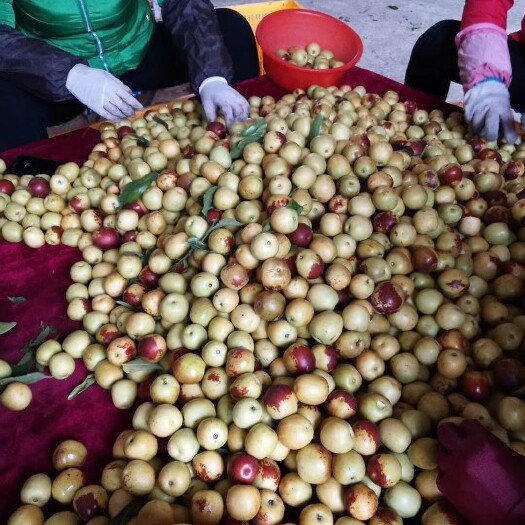 泰安冬枣树苗批发 规格齐全品种纯正 量大