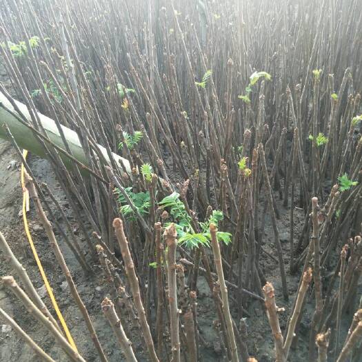 泰安绿香椿芽 大棚种植 散装 一级 