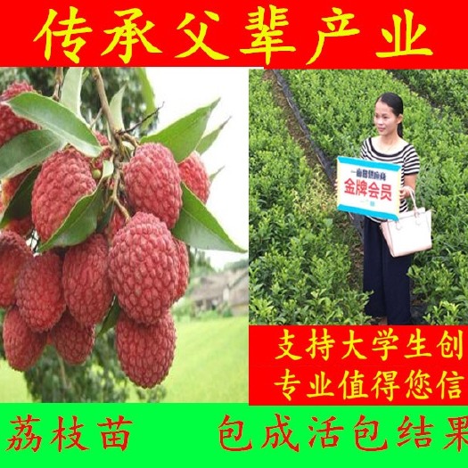 容县桂味荔枝苗