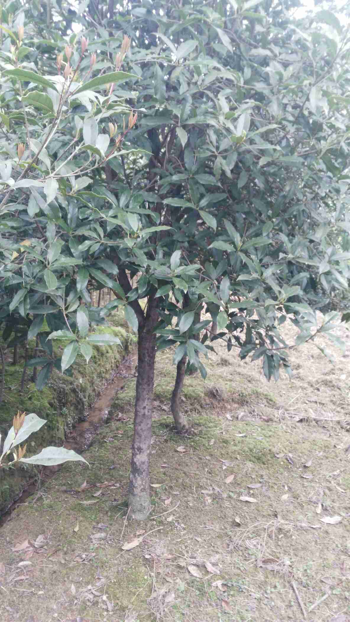 金桂花树苗 