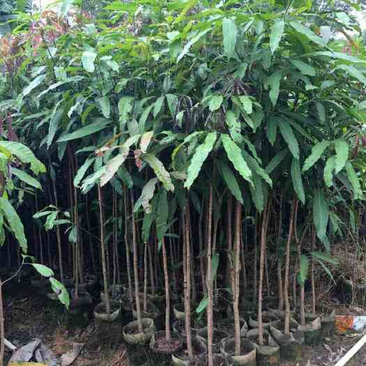灵山县芒果扁桃苗