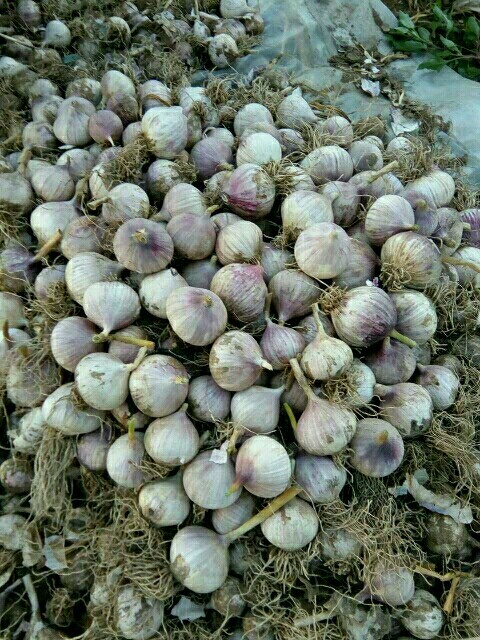 黑山县紫皮大蒜 混级统货 独头 
