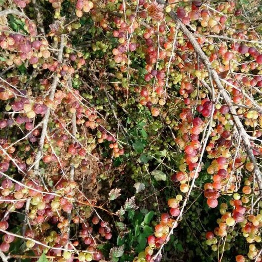 白山灯笼果苗 定干发苗30-50公