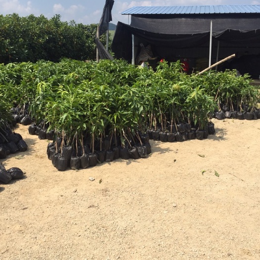 灵山县金煌芒果苗  芒果苗 金煌 台农