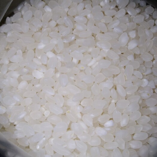 上海东北大米 一等品 晚稻 粳米 