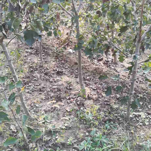 泰安大金星山楂树苗 品系纯正挂果率高