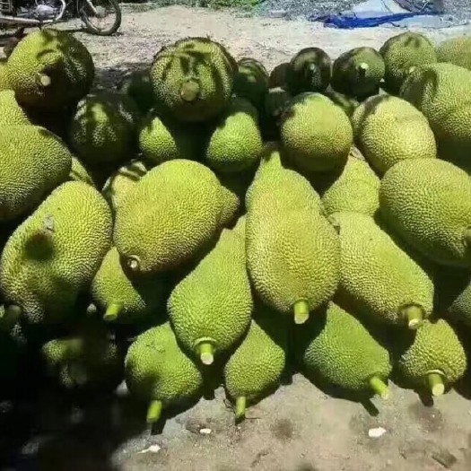 陵水县海南三亚马来西亚一号黄肉菠萝蜜批发