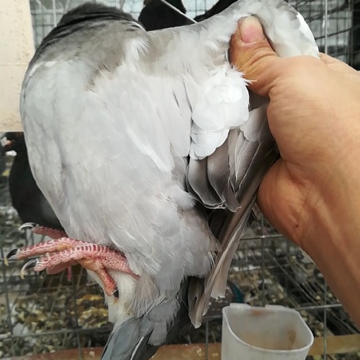 濮阳县肉鸽  封毛三十天以上