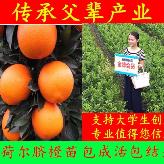 容县纽荷尔脐橙苗 嫁接苗 0.5~1米