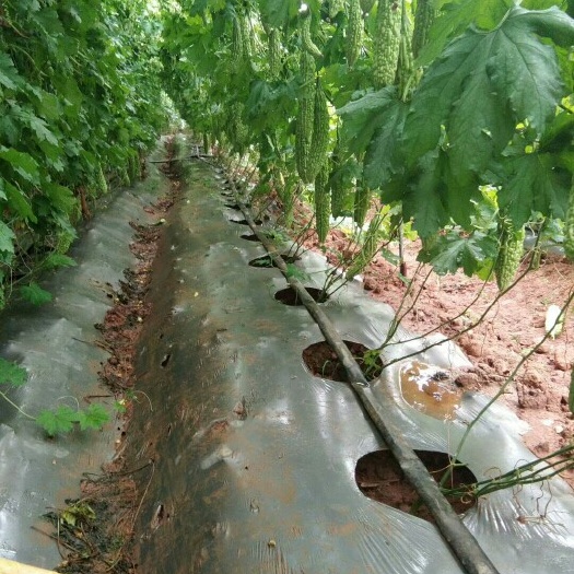 昌宁县云南保山绿苦瓜 白苦瓜新货已上市