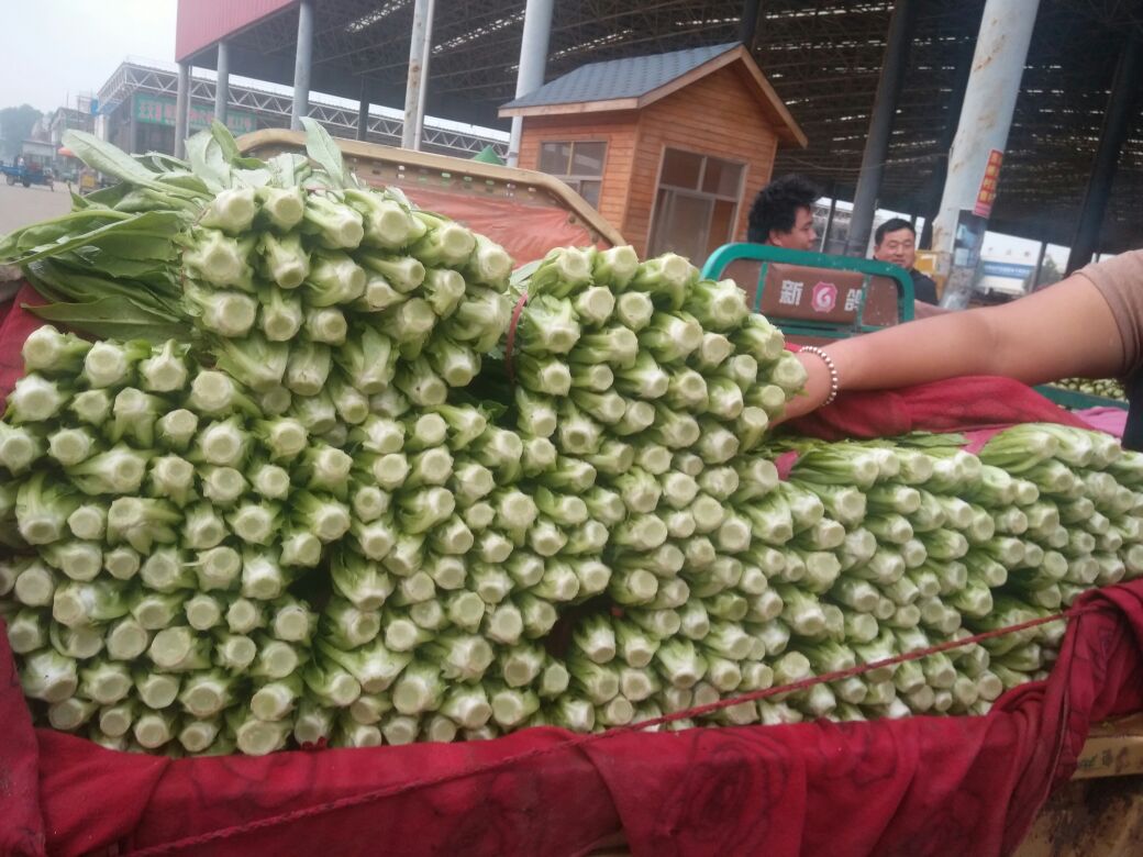 美冠油麦菜 精品油麦