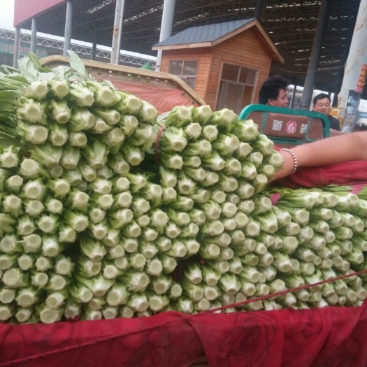邯郸美冠油麦菜 精品油麦