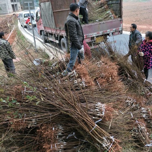 简阳市青脆李苗 