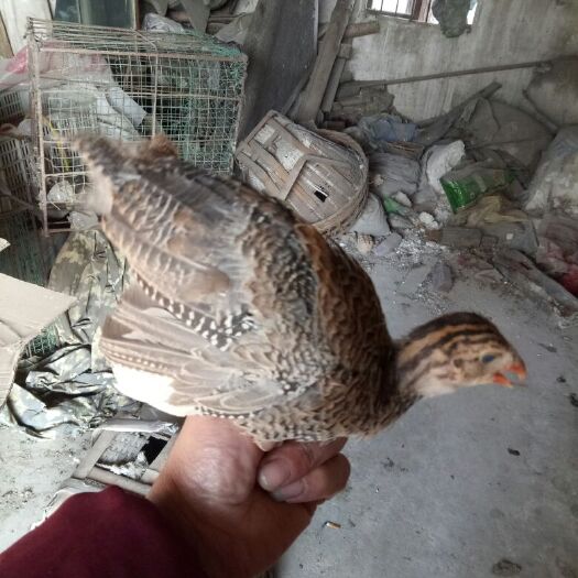 嘉兴珍珠鸡苗 统货