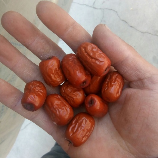 朝阳金丝小枣干 特级
