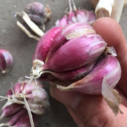 彭州市二水早大蒜 混级统货 多瓣蒜