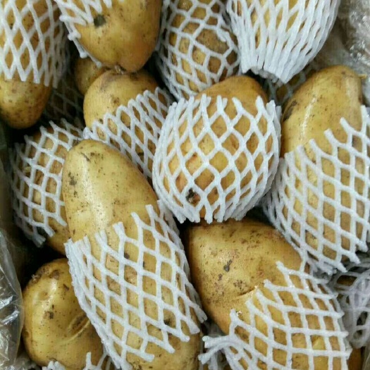 沂水县荷兰15号土豆 2~4两